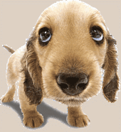 Nice Doggie!
